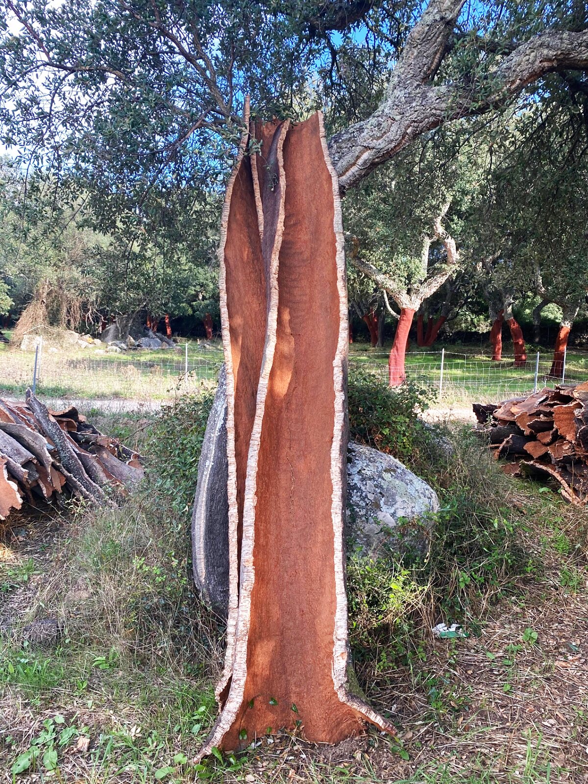 Sobreiro recém-descortiçado em paisagem portuguesa